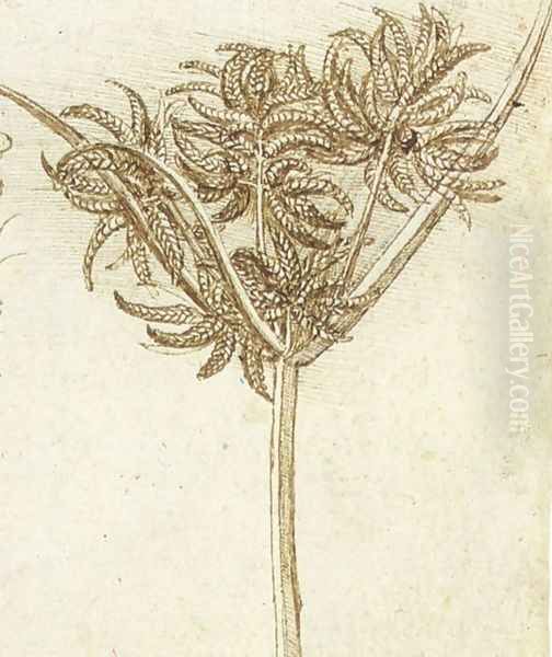 sedge Oil Painting by Leonardo Da Vinci