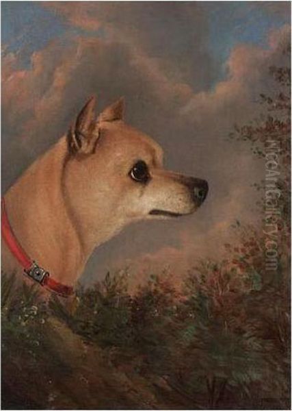 Head Of A Chihuahua Oil Painting by John Charles Maggs