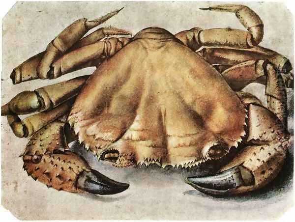 Lobster 2 Oil Painting by Albrecht Durer