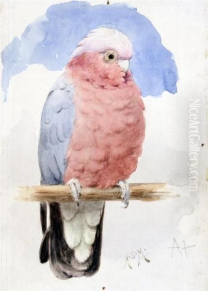 Study Of A Parrot Oil Painting by Henry Stacy Marks