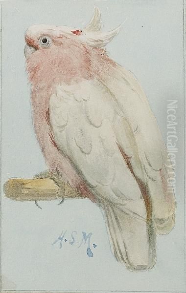 A Leadbetter's Cockatoo, Cacatua Leadbeateri Oil Painting by Henry Stacy Marks