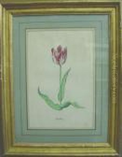 Tulip Oil Painting by Jacob Marrel