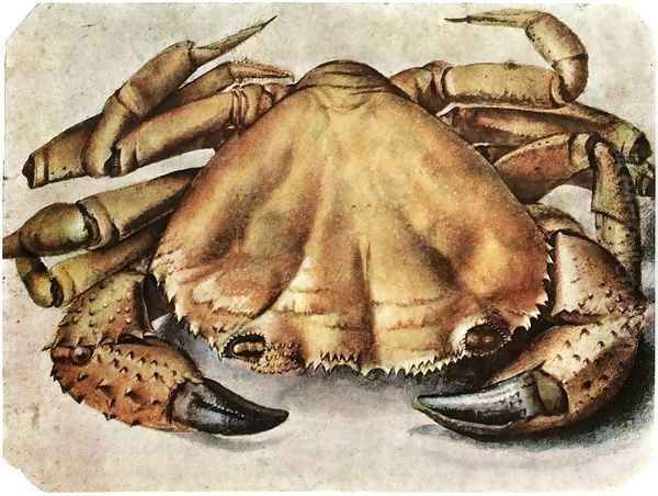 Lobster 3 Oil Painting by Albrecht Durer