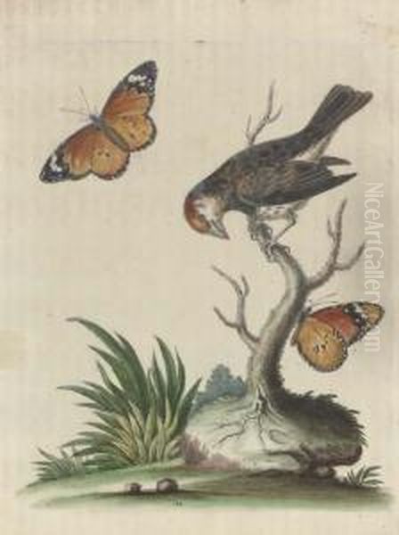 Histoire Naturelle Des Oiseaux: Two Plates Oil Painting by Francois Nicolas Martinet