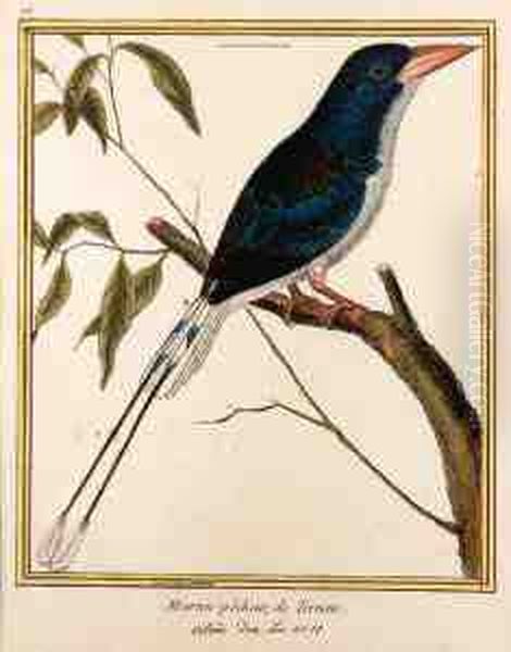 [histoire Des Oiseaux, Peints Dans Tous Leurs (?)]: Thirty-two Plates Oil Painting by Francois Nicolas Martinet