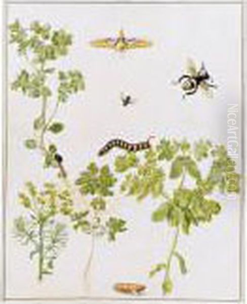 A Spurge Hawk-moth In Various 
Stages Of Its Life-cycle With A Bee And Other Insects, By Sprigs Of 
Several Species Of Spurge Oil Painting by Maria Sibylla Merian