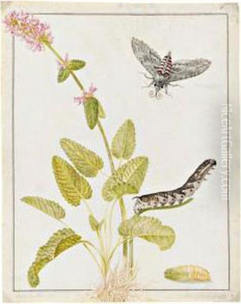 A Convolvulus Hawk Moth As A Pupa, Caterpillar And Moth, On A Sprig Of Betony Oil Painting by Maria Sibylla Merian