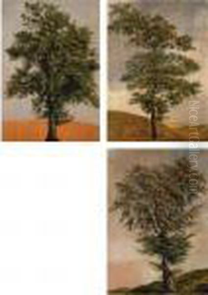 Studies Of Trees Oil Painting by Achille-Etna Michallon