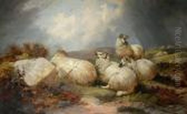 Sheep Resting Oil Painting by John Morris