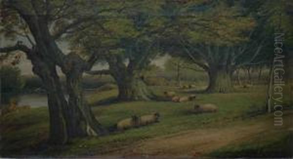 Sheep Grazingamong Trees Oil On Canvas Oil Painting by John Morris