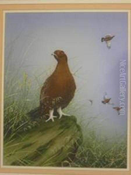 Red Grouse On Moorland Rock Oil Painting by John Morris