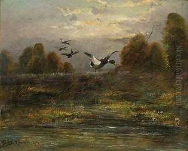 Auffliegende Enten. Oil Painting by Moritz Muller