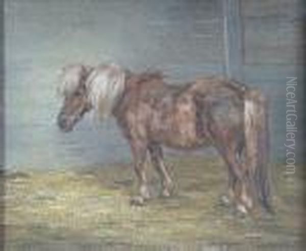 Study Of A Shetland Pony 'fifi' Oil Painting by J. Murray