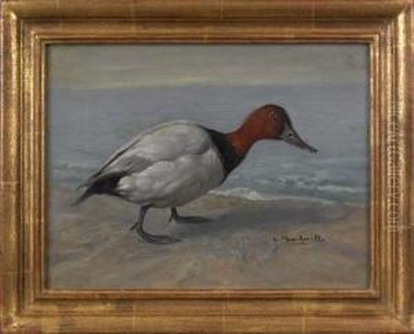 A Canvasback Duck Oil Painting by Gustav Muss-Arnolt