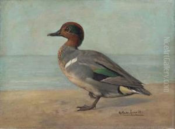 Green-winged Teal Oil Painting by Gustav Muss-Arnolt