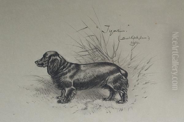 'tyne', Study Of A Dachshund Oil Painting by Basil Nightingale