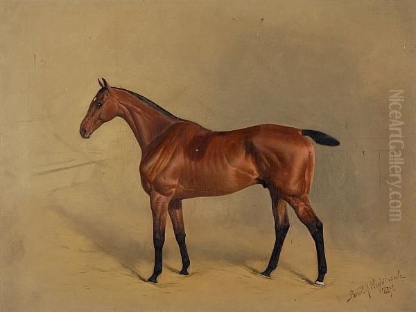 Portrait Of A Bay Racehorse Oil Painting by Basil Nightingale