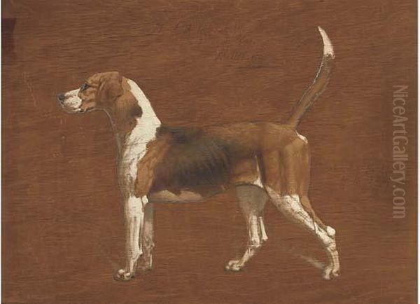 Wallflower, A Hound From The North Warwickshire Hunt; And Afox Oil Painting by Basil Nightingale