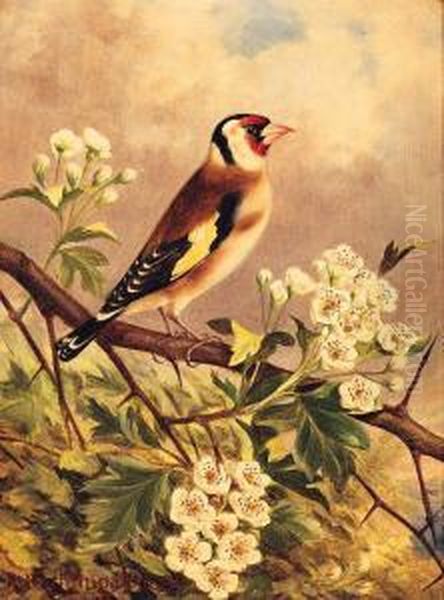 A Bullfinch; And A Goldfinch Oil Painting by Robert Nightingale