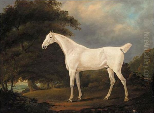 A Grey Hunter In A Wooded Landscape Oil Painting by Edwin, Beccles Of Cooper