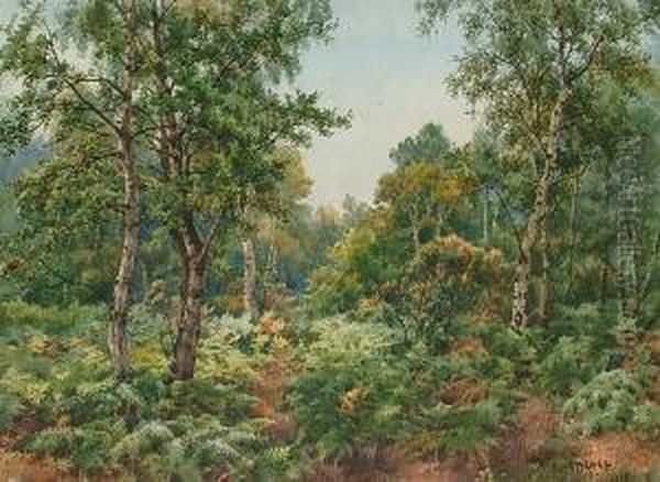 A Woodland Glade Oil Painting by Benjamin John Ottewell