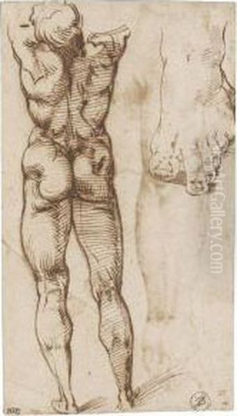 Double-sided Sheet Of Studies Of A Male Nude Oil Painting by Bartolomeo Passarotti