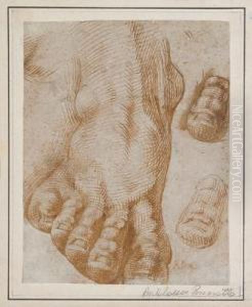 Studies Of A Foot Oil Painting by Bartolomeo Passarotti