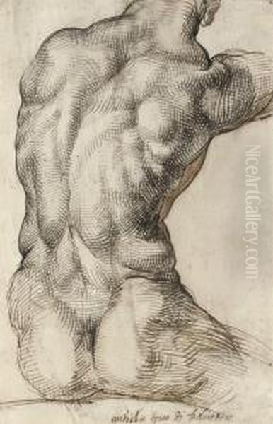 A Nude Torso Seen From Behind, After The Apollo Belvedere Oil Painting by Bartolomeo Passarotti