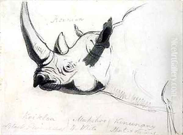 A Rhinoceros head and shoulders facing left Oil Painting by Thomas Daniell