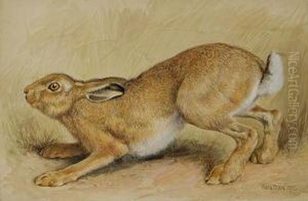 Study Of A Hare, 1897 Oil Painting by Frank Paton