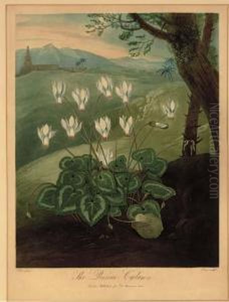 The Persian Cyclamen, From Dr. Thornton's Temple Of Flora Oil Painting by Abraham Pether