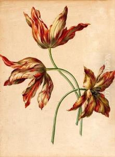 A Study Of Three Tulips Oil Painting by Franz Xaver Petter