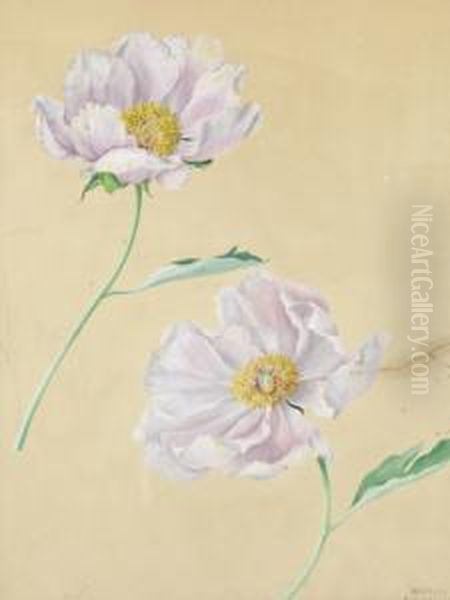 Papaveri Rosa Oil Painting by Franz Xaver Petter