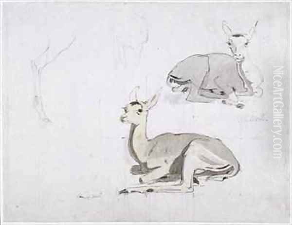 Studies of young Pallah Deer Resting Oil Painting by Samuel Daniell