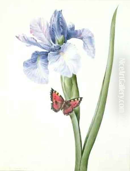 Blue Iris with Butterfly Spuria Oil Painting by Louise D'Orleans