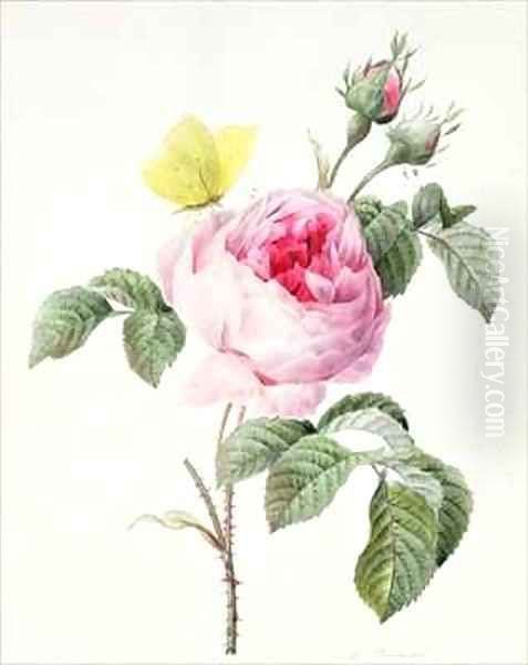 Pink rose with buds and a brimstone butterfly Oil Painting by Louise D'Orleans