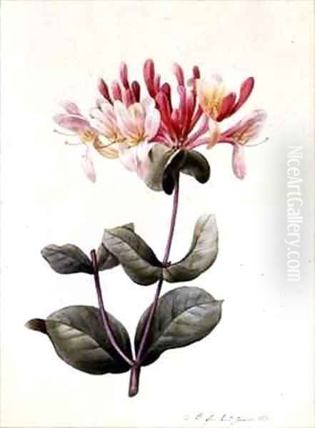 Lonicera Periclymenum Honeysuckle Oil Painting by Louise D'Orleans