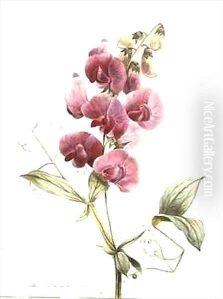 Lathyrus latifolius Everlasting Pea by Louise D'Orleans