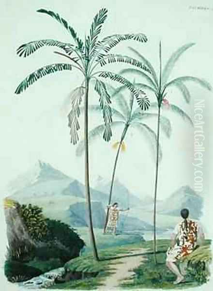 Palm trees in a mountainous part of South America Oil Painting by D'Orbigny, Alcide