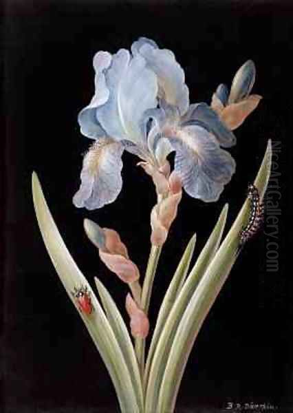 Iris germanica with caterpillar and beetle Oil Painting by Barbara Regina Dietzsch