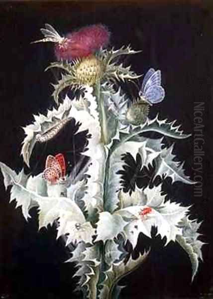 A Study of a Thistle with Insects 2 Oil Painting by Barbara Regina Dietzsch