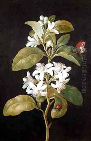 Pear Blossom Oil Painting by Barbara Regina Dietzsch