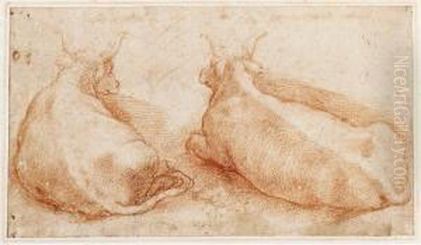 Two Studies Of Cows Resting Oil Painting by Polidoro Da Caravaggio (Caldara)