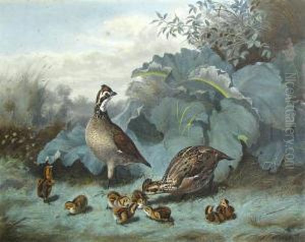 A Family Of Quails, From Upland Birds & Waterfowl Of The United States Oil Painting by Alexander Pope