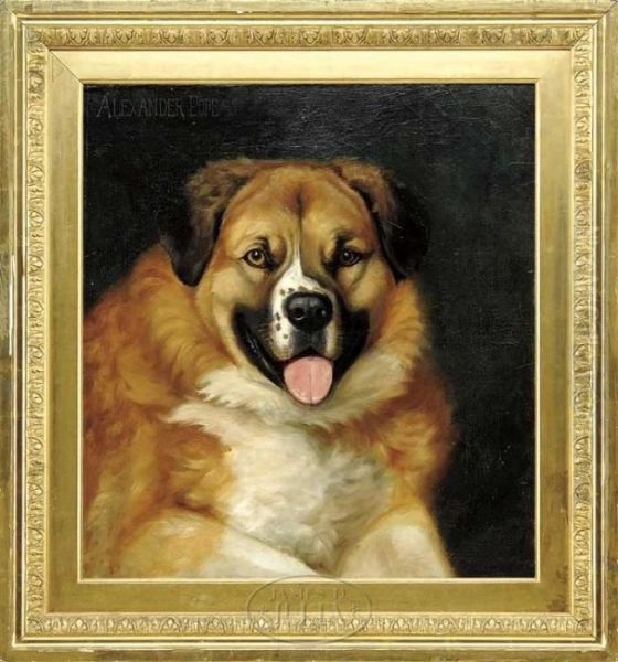 Portrait Of A St. Bernard Oil Painting by Alexander Pope