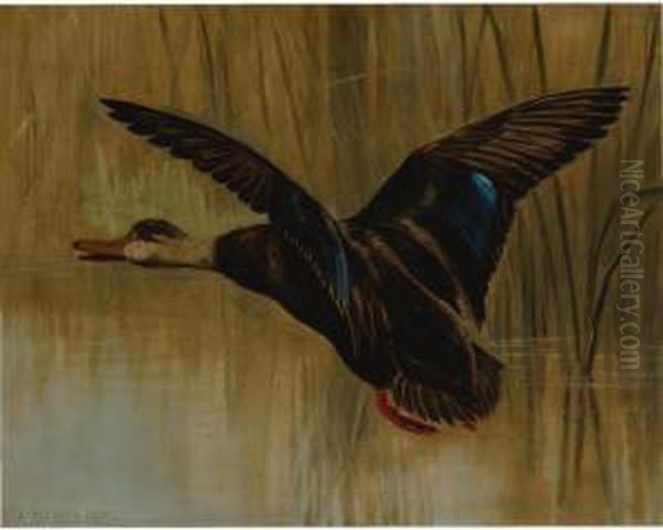 Mallard In Flight Oil Painting by Alexander Pope