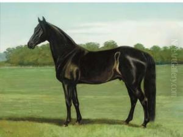 A Stallion In A Paddock Oil Painting by Alexander Pope