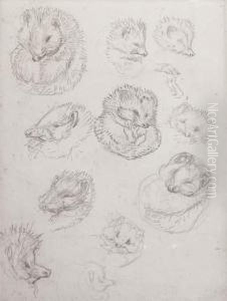 Studies For Miss Tiggy-winkle Oil Painting by Helen Beatrix Potter