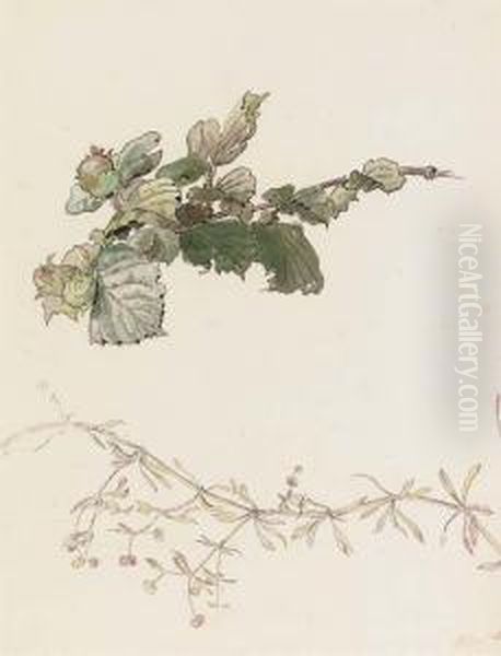 Bedstraw And Hazlenuts (illustrated) Oil Painting by Helen Beatrix Potter