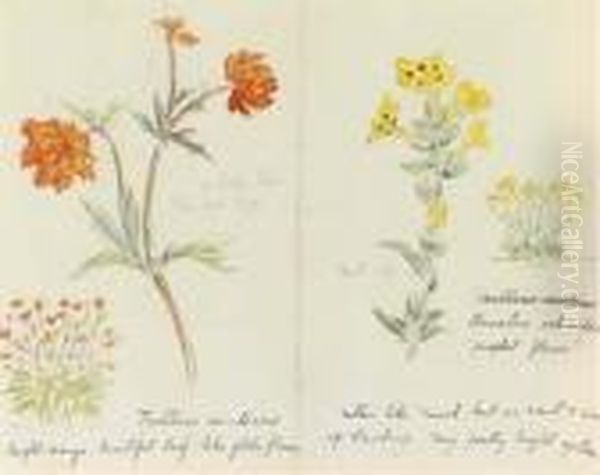 Trollius Asiaticus And Arnebia 
Echioides 'prophet Flower' Recto Andpolemonium Zepeus Verso Oil Painting by Helen Beatrix Potter